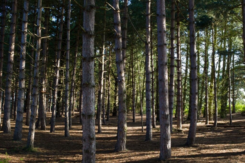 The pine woods at Wells-next-the-Sea and Holkham