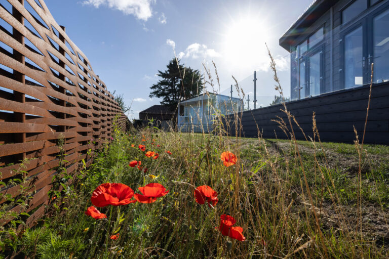 Poppies growing in a caravan park