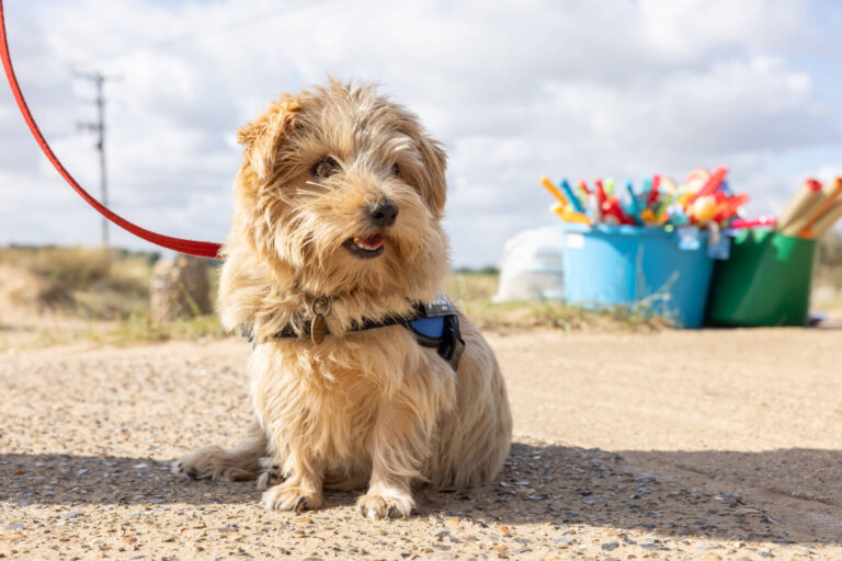 A small dog on a lead by a shop selling beach essentials