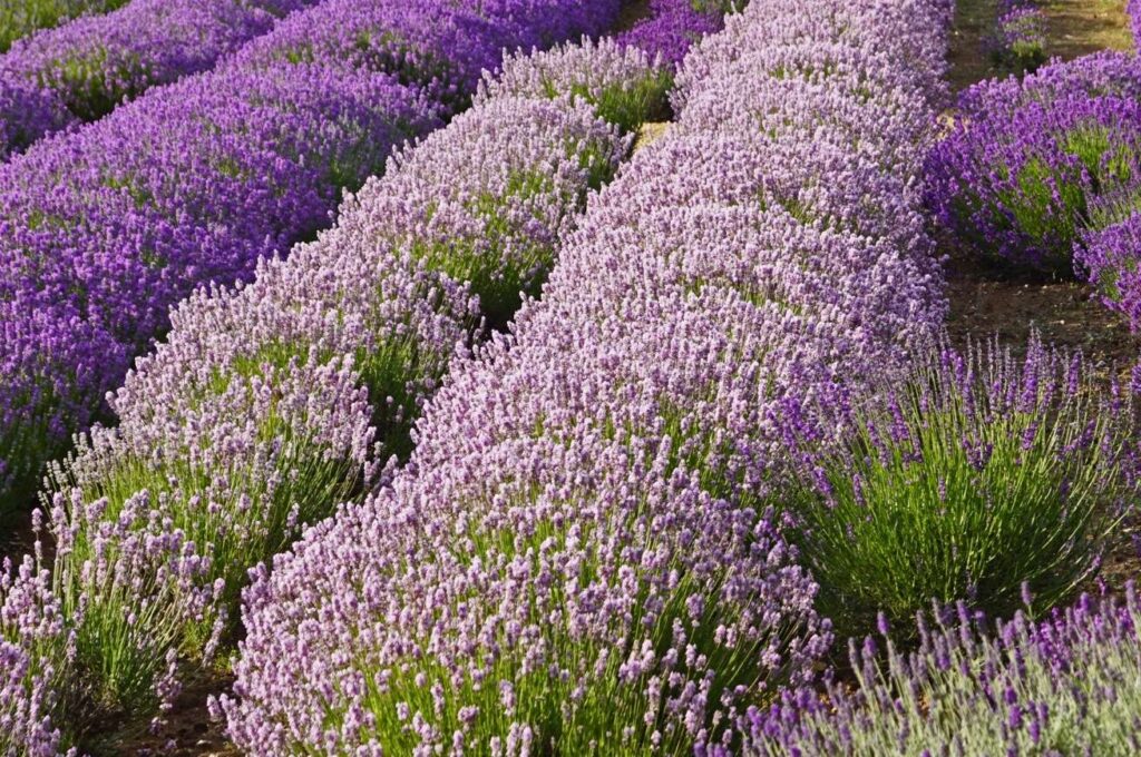 A lavender field