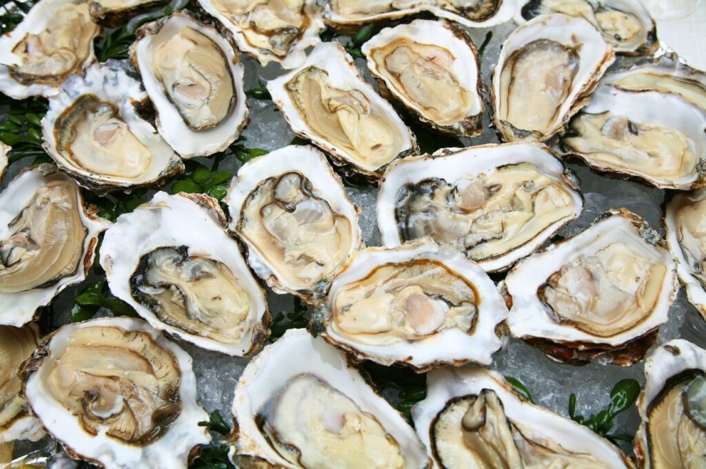 A selection of oysters