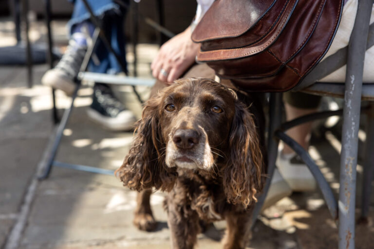 A brown spaniel looks at the camera