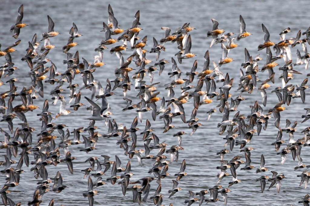 Flock of birds over water