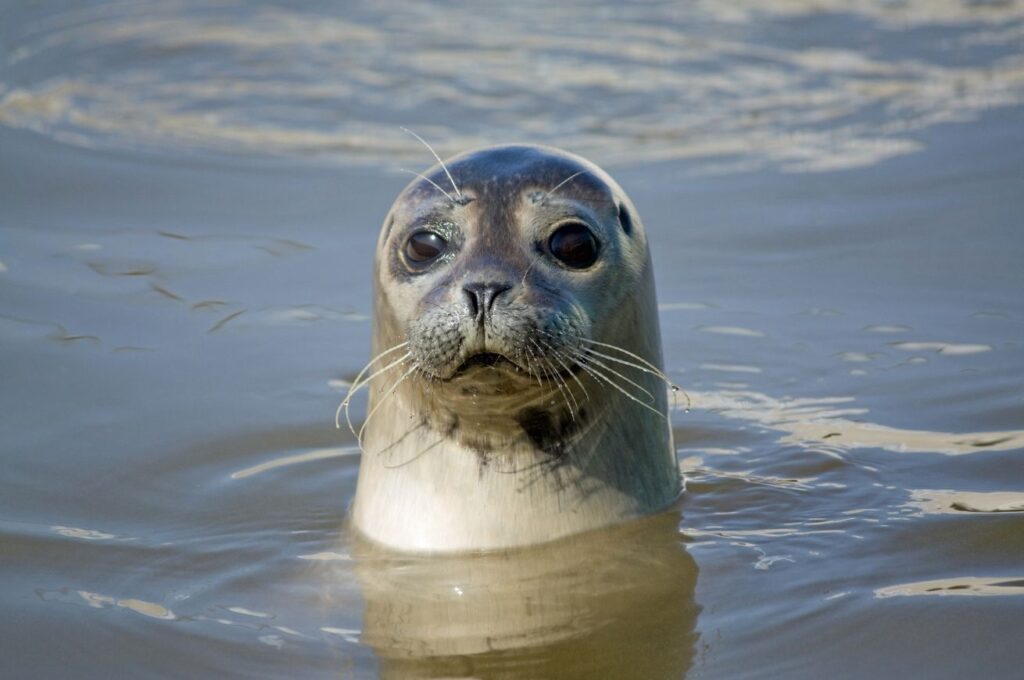 A seal pops their head out the sea water