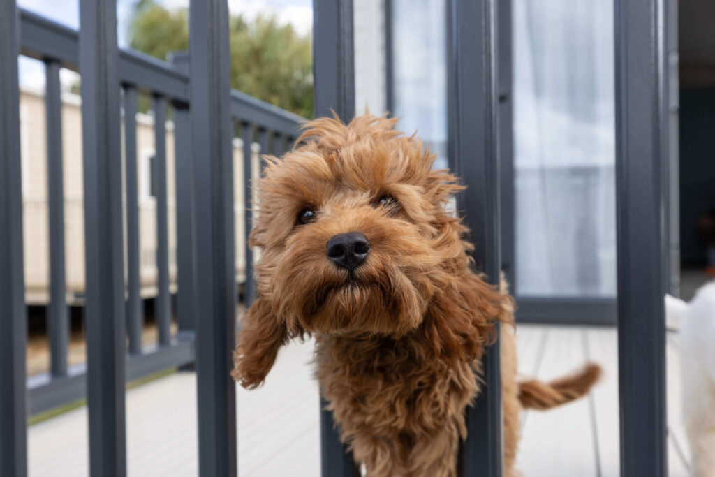 A small brown fluffy dog sticks their head through the fence to say hello
