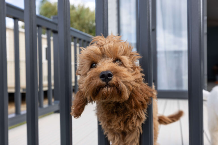 A small brown fluffy dog sticks their head through the fence to say hello