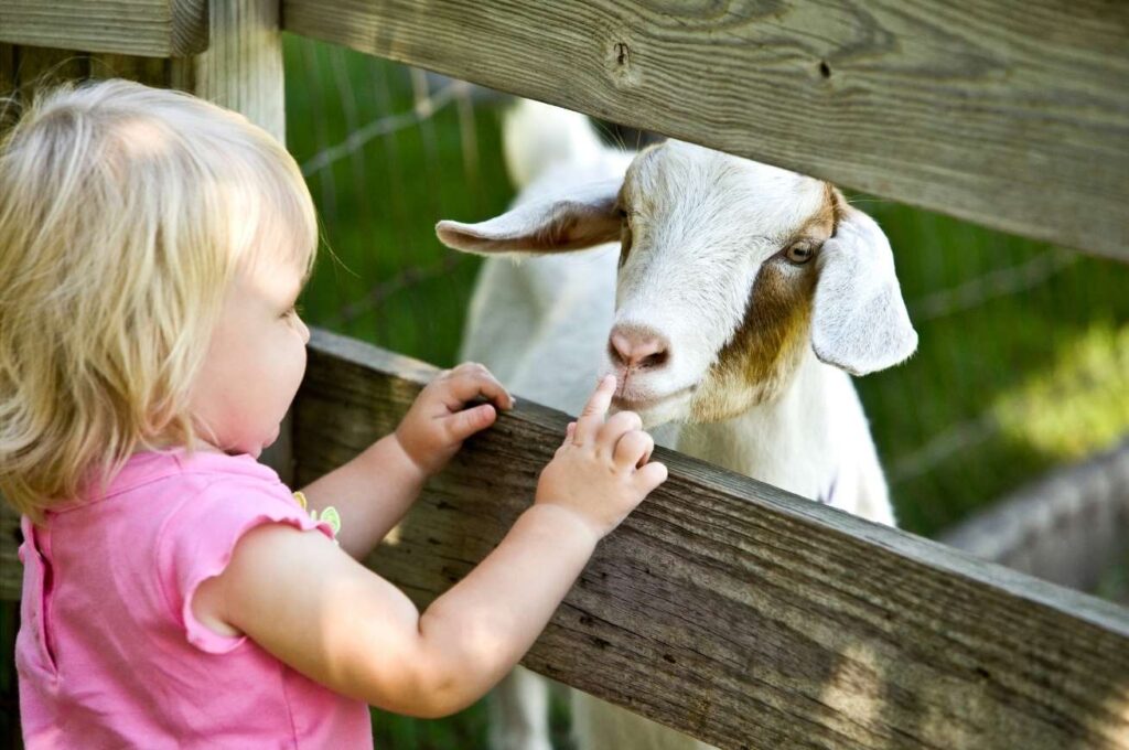 A toddler points at a goat through a fence
